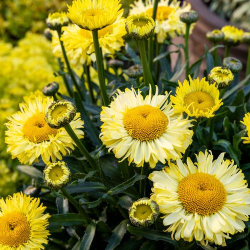 Leucanthemum Realflor&reg; 'Real Jewel' Shasta Daisy Image