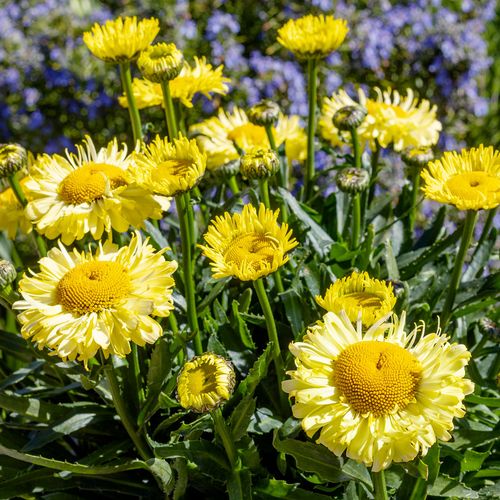 Leucanthemum Realflor&reg; 'Real Jewel' Shasta Daisy Image