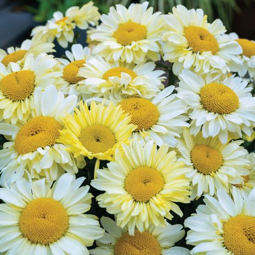 Leucanthemum Realflor&reg; 'Real Solar' Shasta Daisy Image