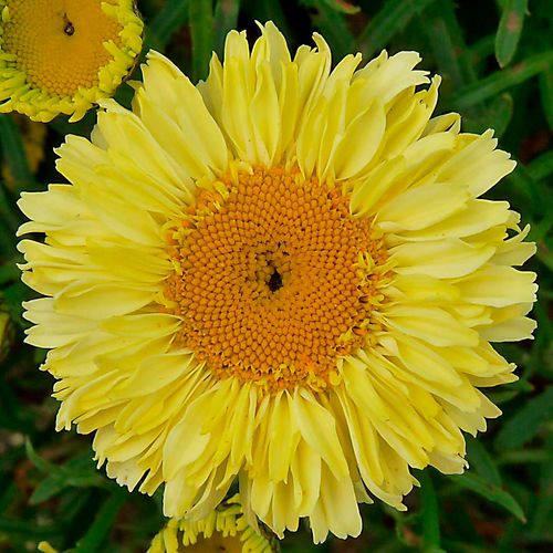 Leucanthemum Realflor&reg; 'Real Goldcup' Shasta Daisy Image