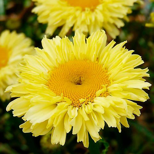 Leucanthemum Realflor&reg; 'Real Goldcup' Shasta Daisy Image