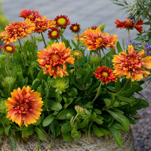 Gaillardia Realflor&reg; 'Sunset Orange Ruffles' Blanket Flower Image