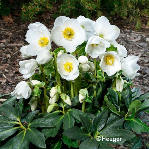 Helleborus HGC&reg; Jesko Hellebore Image
