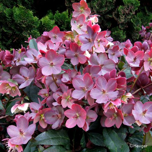 Helleborus HGC&reg; Merlin&reg; Hellebore Image