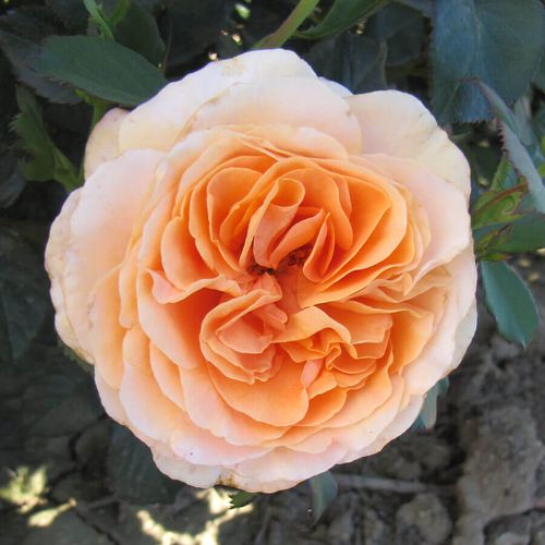Double Easy Orange Floribunda Rose Image