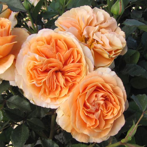 Double Easy Orange Floribunda Rose Image