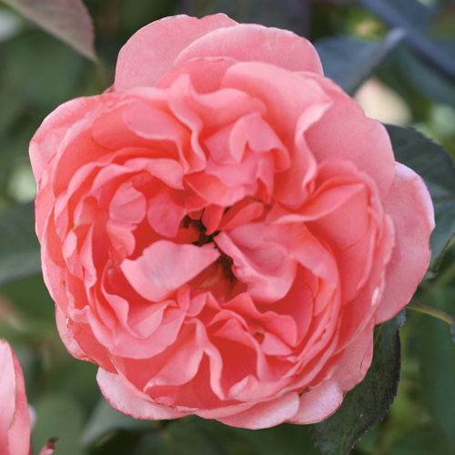 English Coral Grandiflora Rose Image