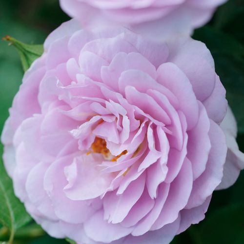 La Di Da Floribunda Rose Image