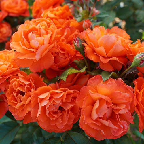 Mandarin Sunset Floribunda Rose Image