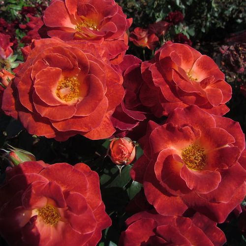 Mysterious Floribunda Rose Image