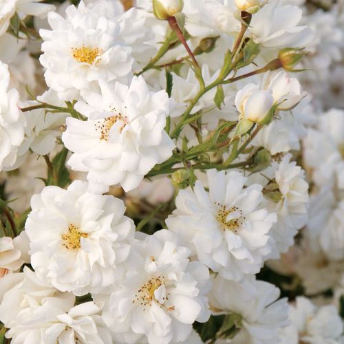 Wedding Dress&reg; Ground Cover Rose Image