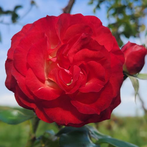 Miss Scarlet Climbing Rose Image