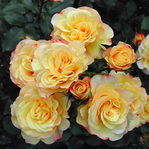 Hummingbird Floribunda Rose Image