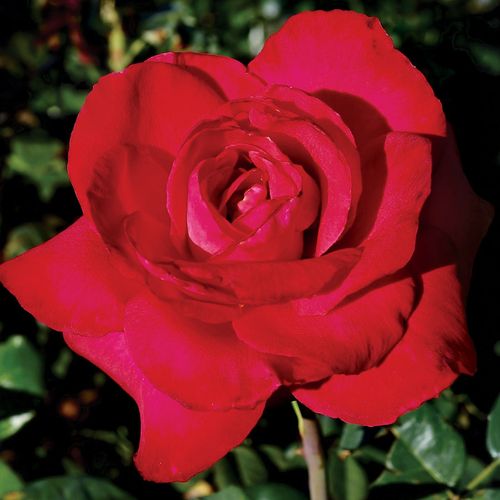 Red Masterpiece Hybrid Tea Rose Image