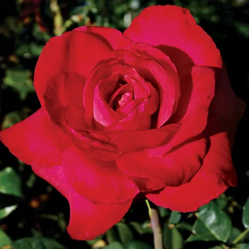 Red Masterpiece Hybrid Tea Rose | Jackson & Perkins