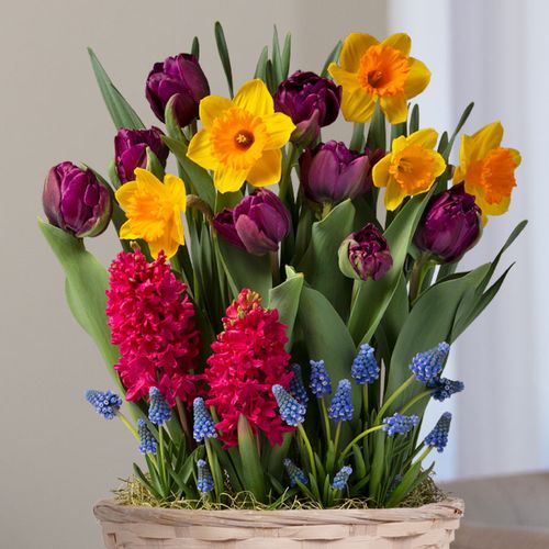 Cheerful Wishes Bulb Garden Image