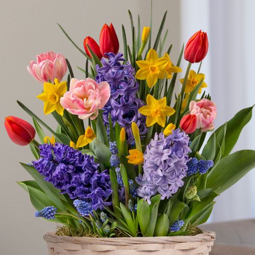 Sweet Celebrations Bulb Garden Image