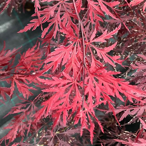 Acer 'Red Dragon' Weeping Japanese Maple Image