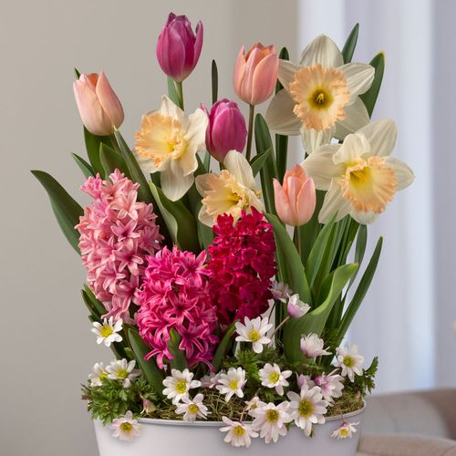 Pink Horizon Bulb Garden Image