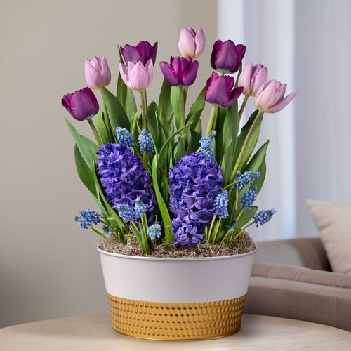 Purple Fanfare Bulb Garden Image