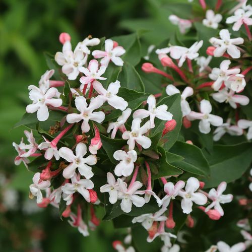 Abelia Sweet Emotion Blaze&trade; Image