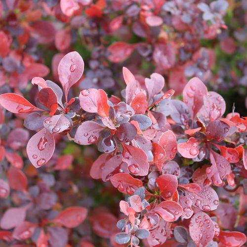 Berberis Sunjoy Really Red&trade; Barberry Image