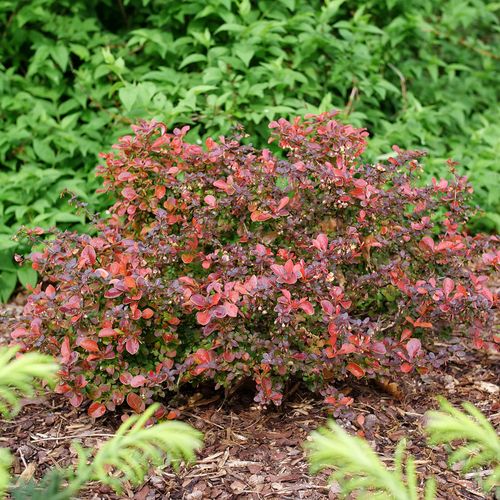Berberis Sunjoy Really Red&trade; Barberry Image