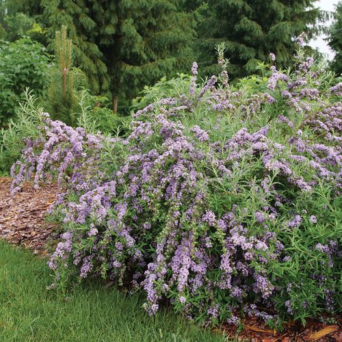 Buddleia Mop Top&trade; Butterfly Bush Image