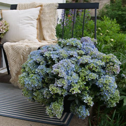 Hydrangea Fairytrail Fresco&trade; Cascade Hydrangea Image