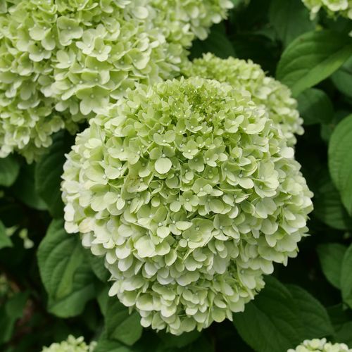 Hydrangea Powerball&trade; Panicle Hydrangea Image
