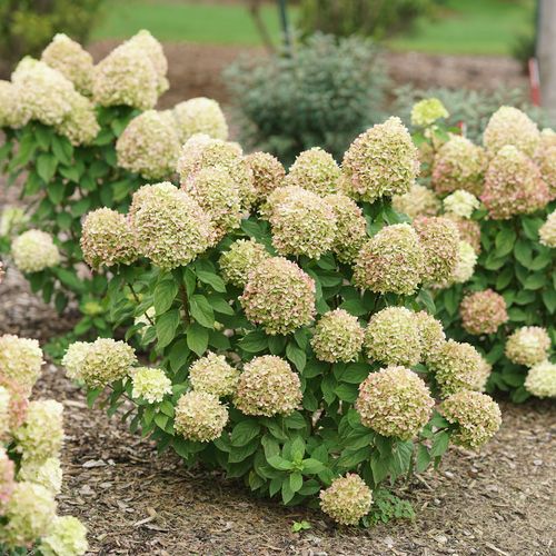 Hydrangea Powerball&trade; Panicle Hydrangea Image
