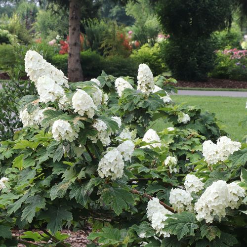 Hydrangea Gatsby Glow Ball&trade; Oakleaf Hydrangea Image