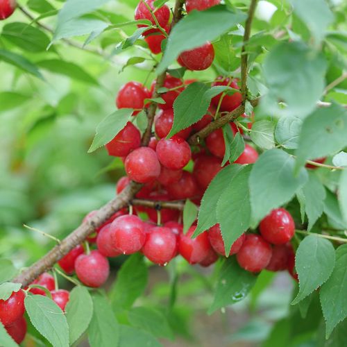Prunus Easy As Pie&trade; Bush Cherry Image