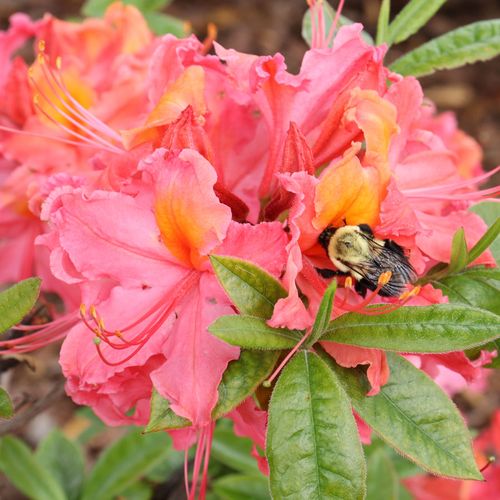 Rhododendron Sweet Reward&trade; Coral Azalea Image