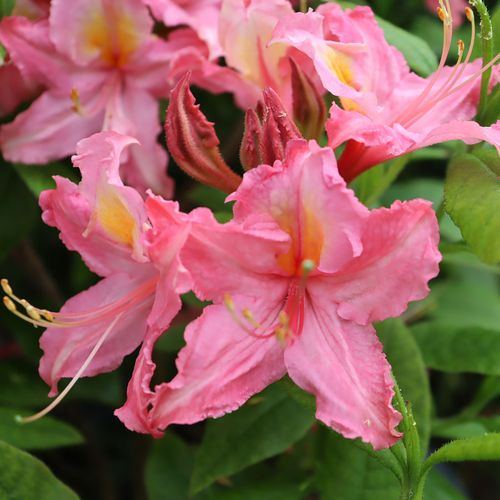 Rhododendron Sweet Reward&trade; Pink Azalea Image