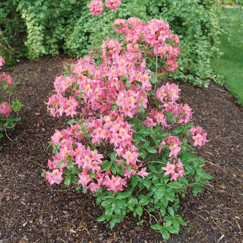 Rhododendron Sweet Reward&trade; Pink Azalea Image