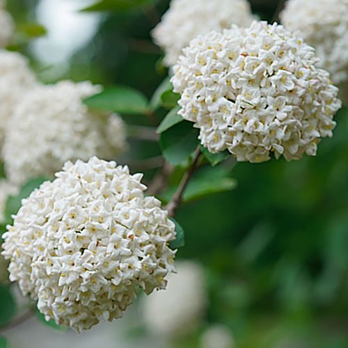 Viburnum Spice Cowboy&trade; Snowball Bush Image