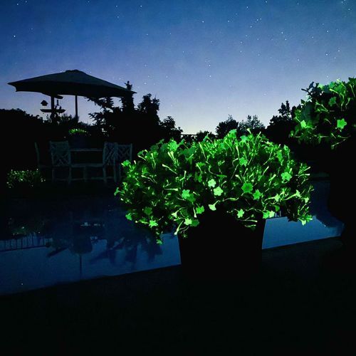 Firefly Petunia Image