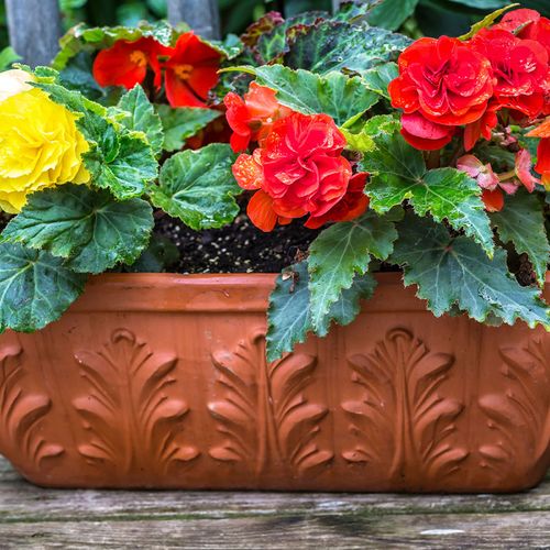 Begonia 'Golden Balcony' Bulbs Image