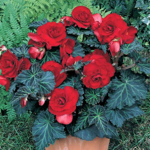 Begonia 'Bronze Leaf Red' Bulbs Image