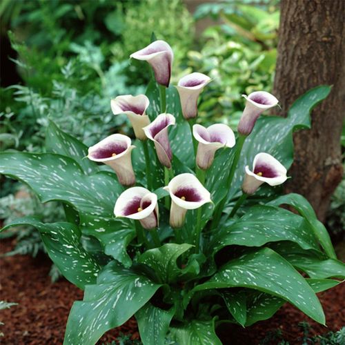 Zantedeschia 'Picasso' Calla Lily Bulbs Image