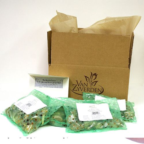 Zantedeschia Collection Calla Lily Bulbs Image