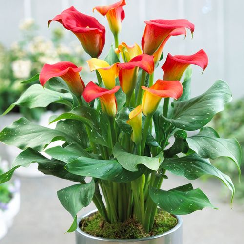 Zantedeschia 'Captain Fuego' Calla Lily Bulbs Image