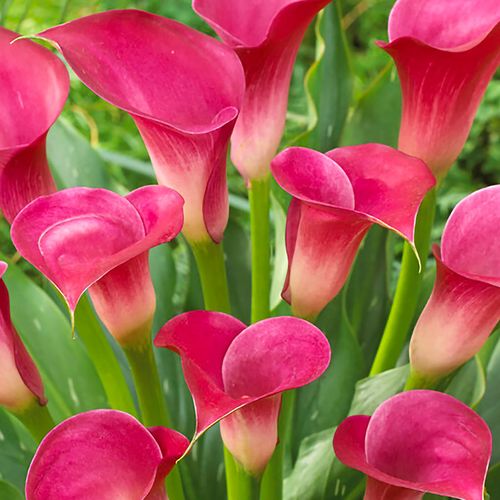 Zantedeschia 'Pink Jewel' Calla Lily Bulbs Image