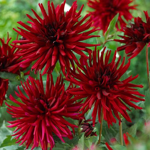 Dahlia 'Black Narcissus' Bulbs Image