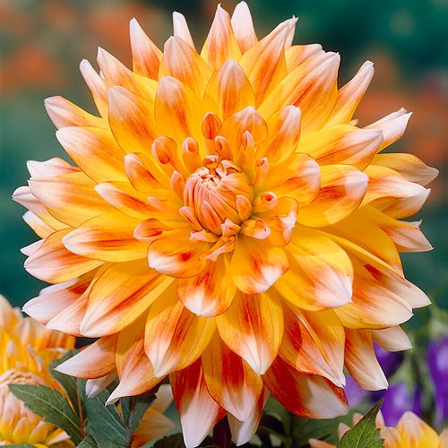 Dahlia 'Peaches and Cream' Bulbs Image