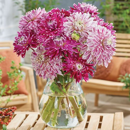 Dahlia Vancouver Blend Bulbs Image