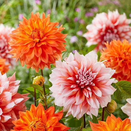 Dahlia Splendid Festival Blend Bulbs Image