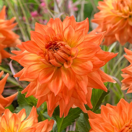 Dahlia Splendid Festival Blend Bulbs Image