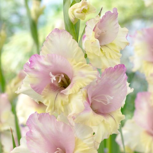 Gladiolus 'Mon Amour' Bulbs Image